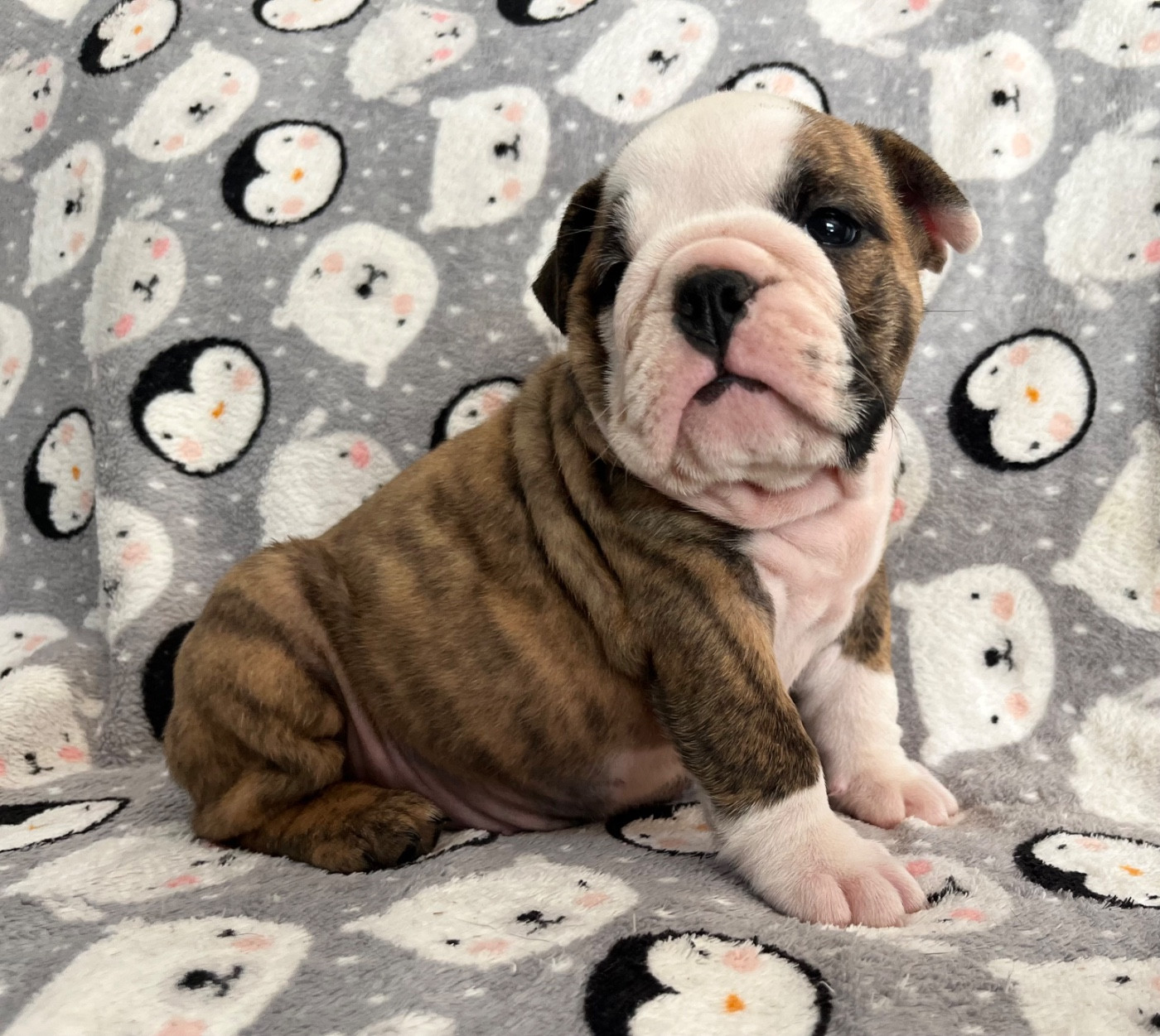 des bulls des hautes falaises - Chiots disponibles - Bulldog Anglais