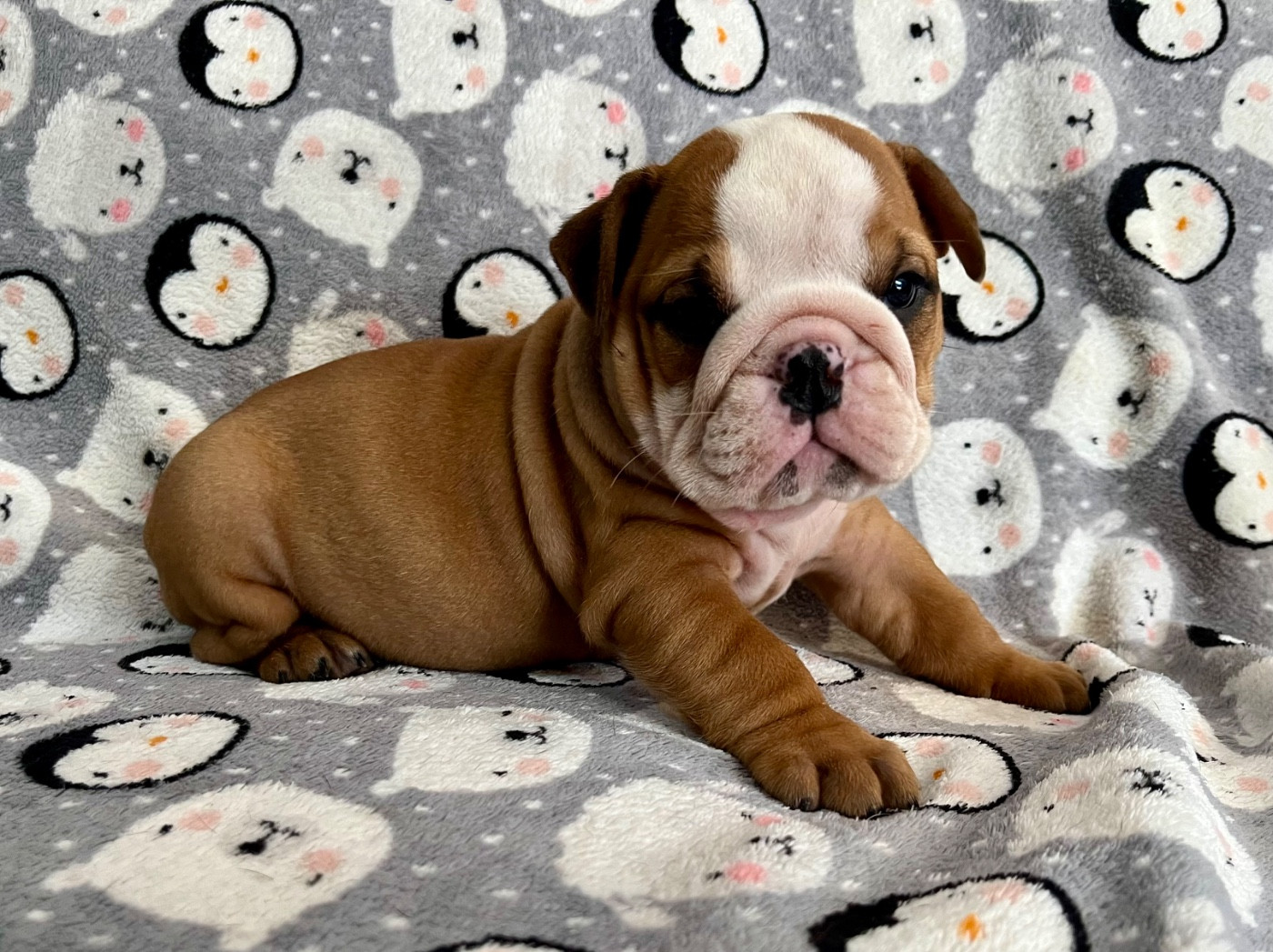 des bulls des hautes falaises - Chiots disponibles - Bulldog Anglais