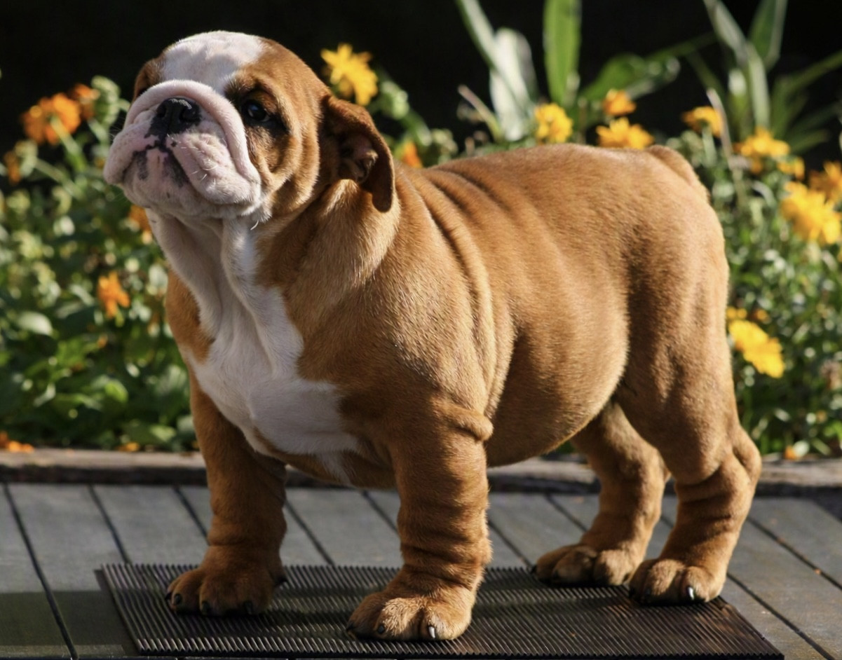 des bulls des hautes falaises - Chiots disponibles - Bulldog Anglais