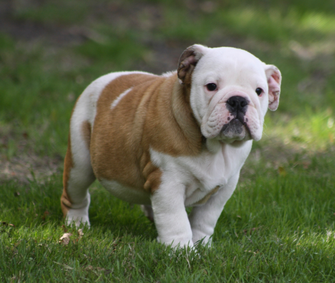 des bulls des hautes falaises - Chiots disponibles - Bulldog Anglais