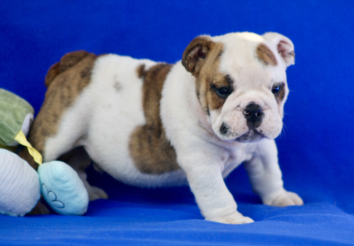 des bulls des hautes falaises - Chiots disponibles - Bulldog Anglais