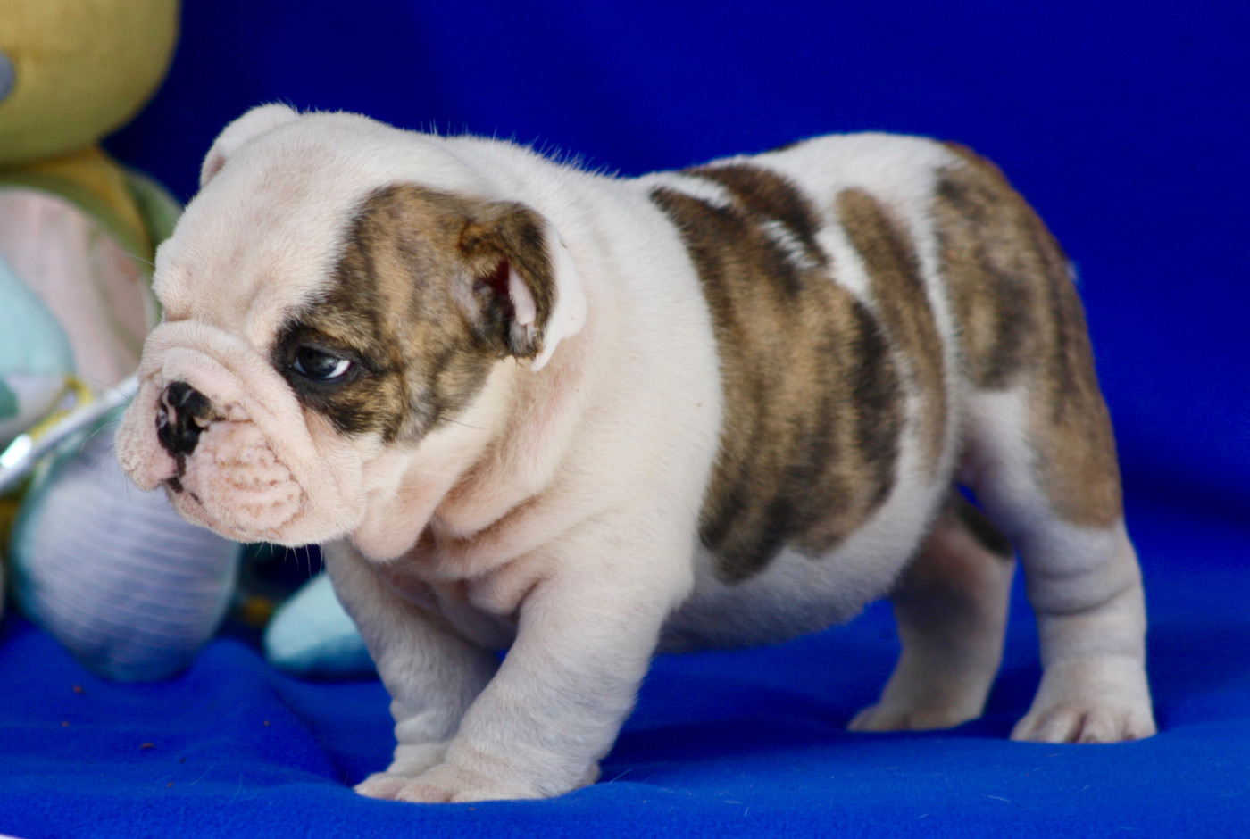 des bulls des hautes falaises - Chiots disponibles - Bulldog Anglais