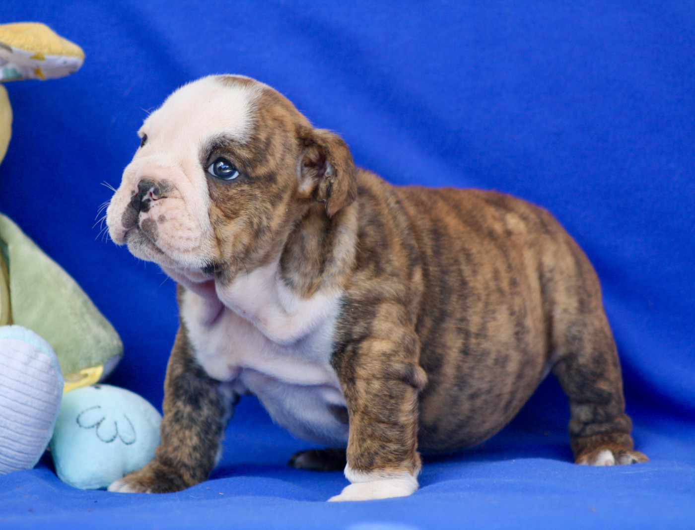 des bulls des hautes falaises - Chiots disponibles - Bulldog Anglais