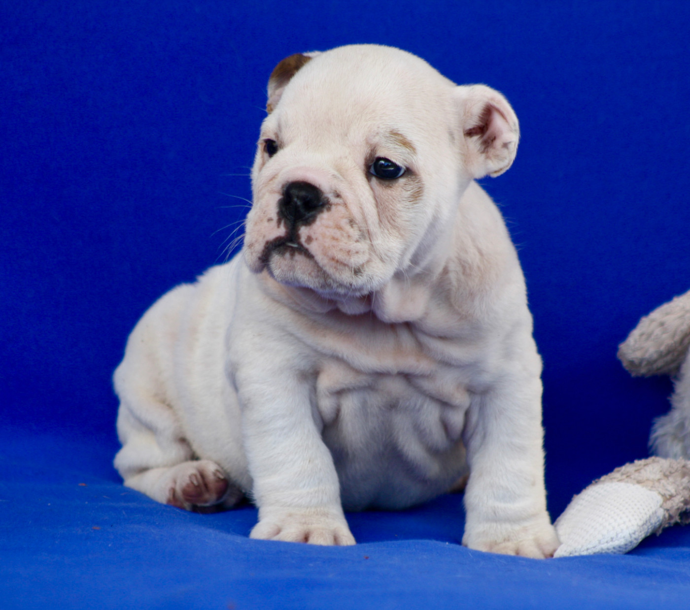 des bulls des hautes falaises - Chiots disponibles - Bulldog Anglais
