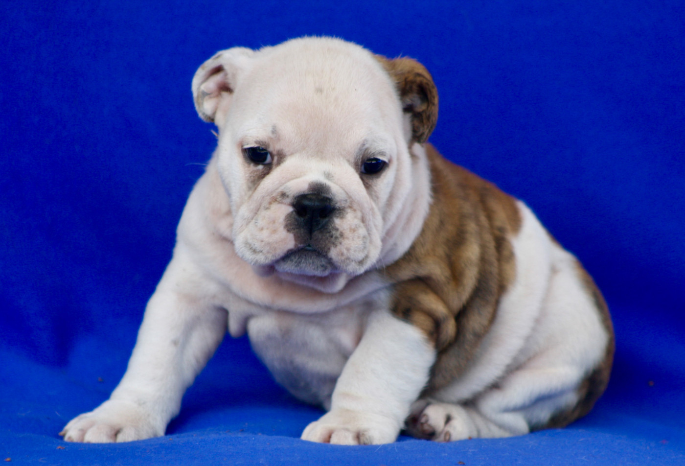 des bulls des hautes falaises - Chiots disponibles - Bulldog Anglais