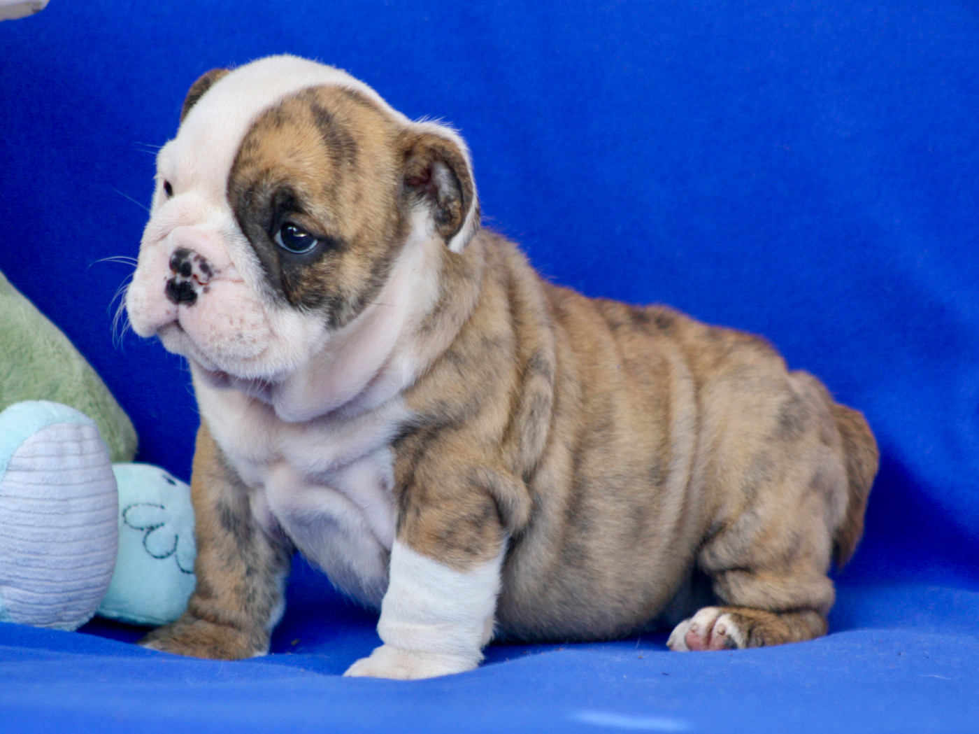des bulls des hautes falaises - Chiots disponibles - Bulldog Anglais