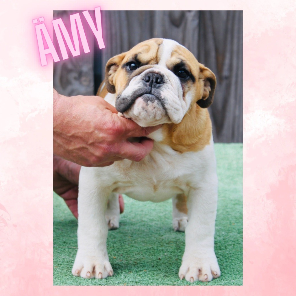 des bulls des hautes falaises - Chiots disponibles - Bulldog Anglais